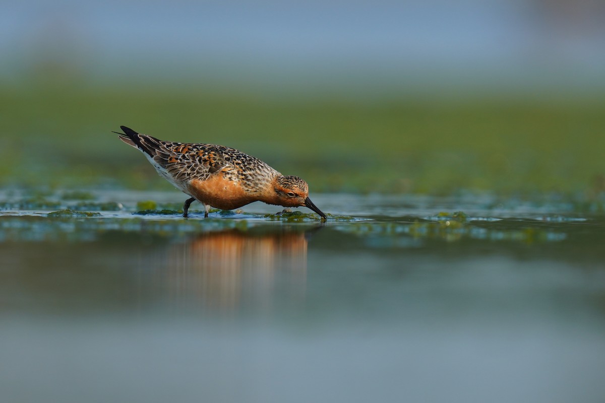 Red Knot - ML635077411