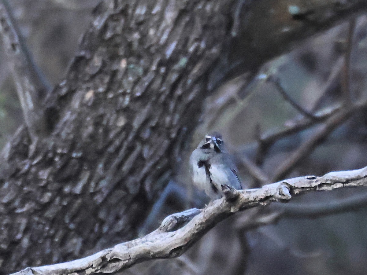 Five-striped Sparrow - ML635077451