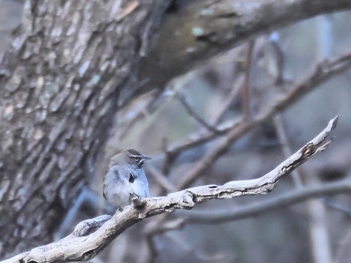 Five-striped Sparrow - ML635077452