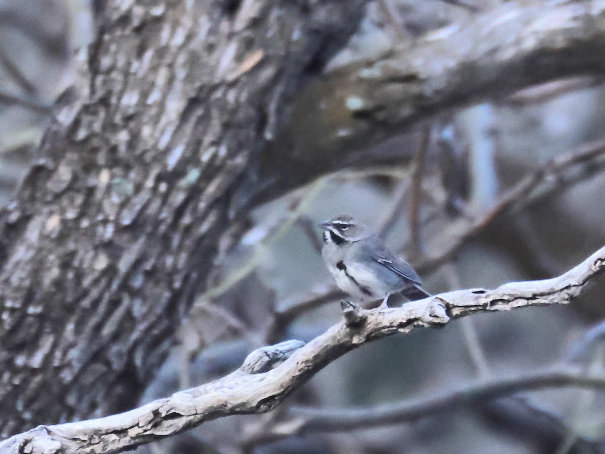 Five-striped Sparrow - ML635077453