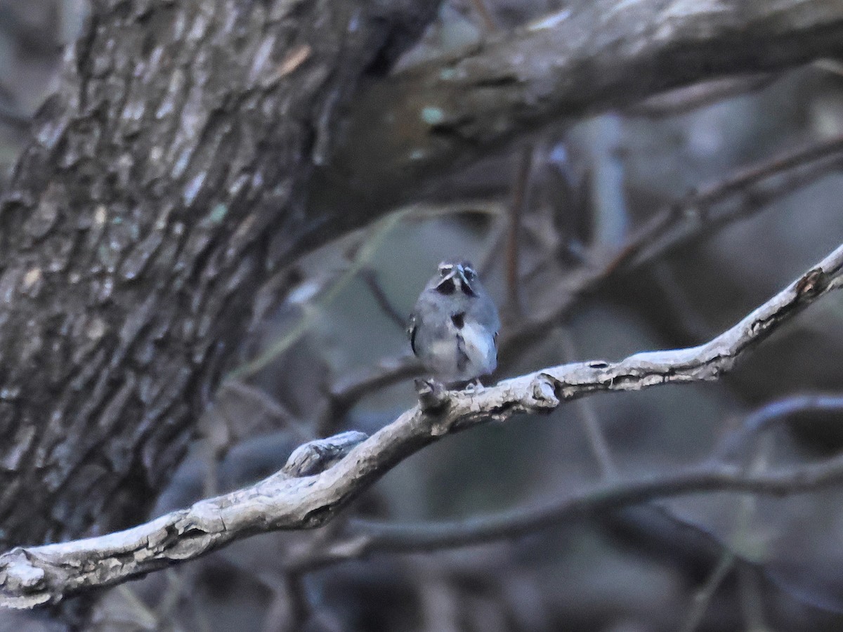 Five-striped Sparrow - ML635077454