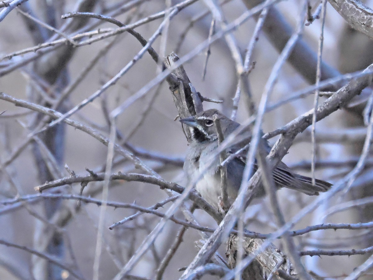 Five-striped Sparrow - ML635077455