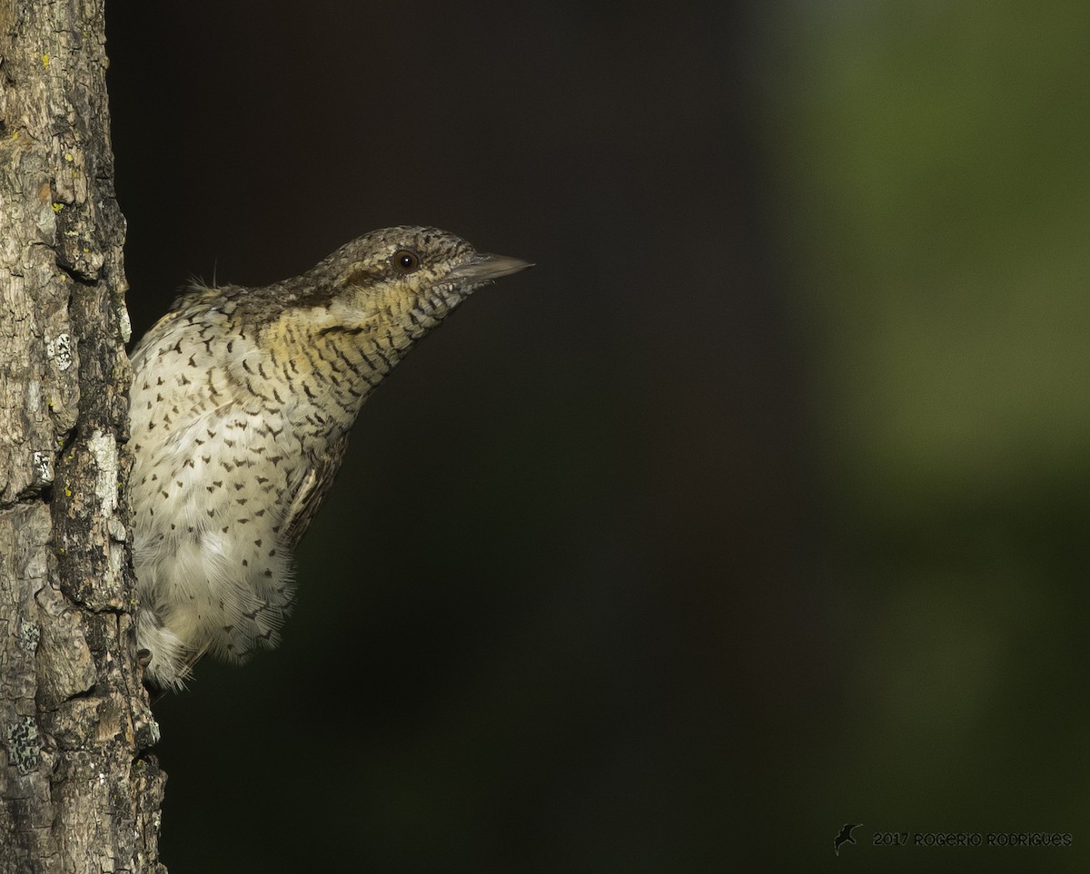 Eurasian Wryneck - ML63507751