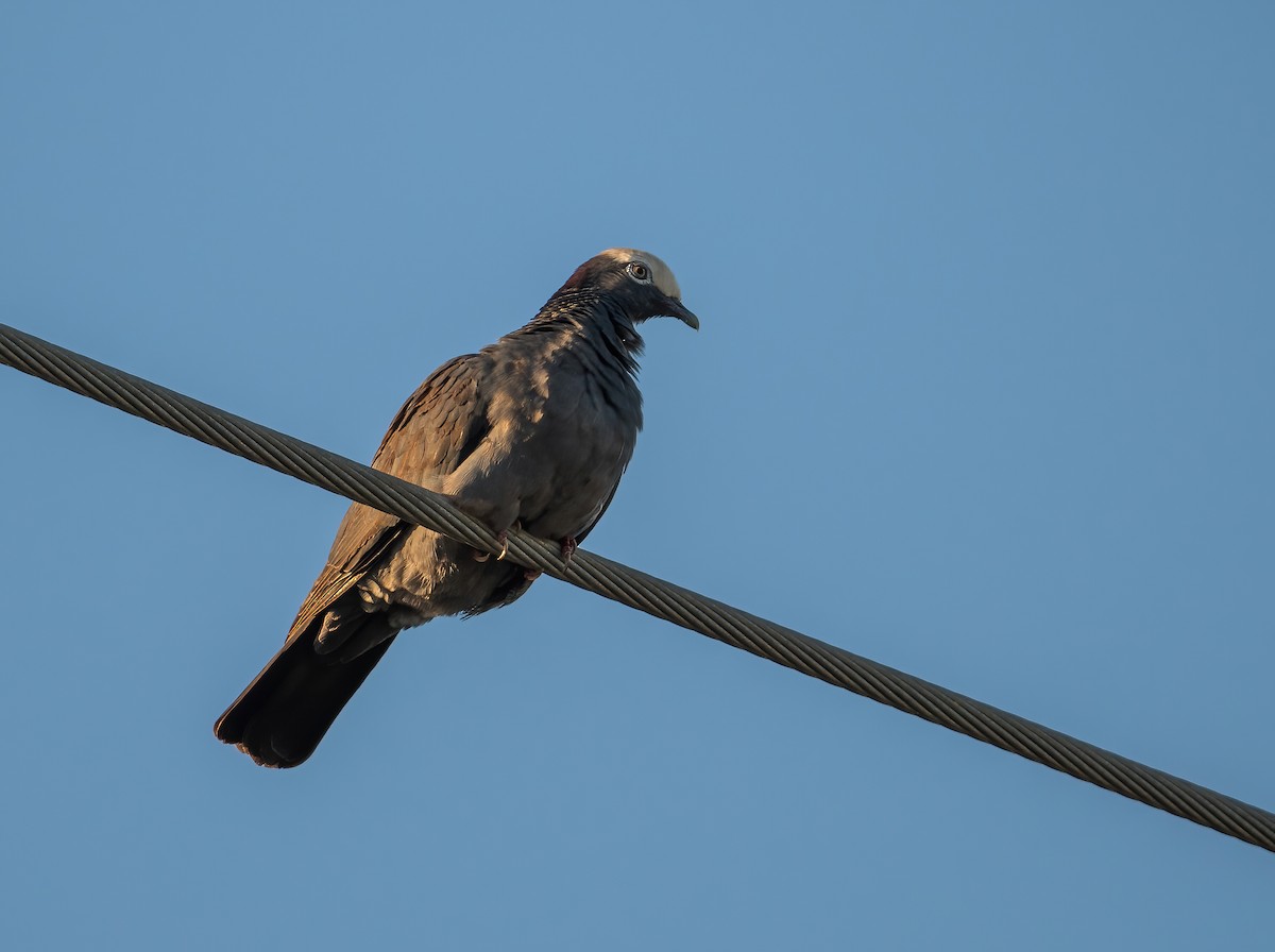 White-crowned Pigeon - ML635077554