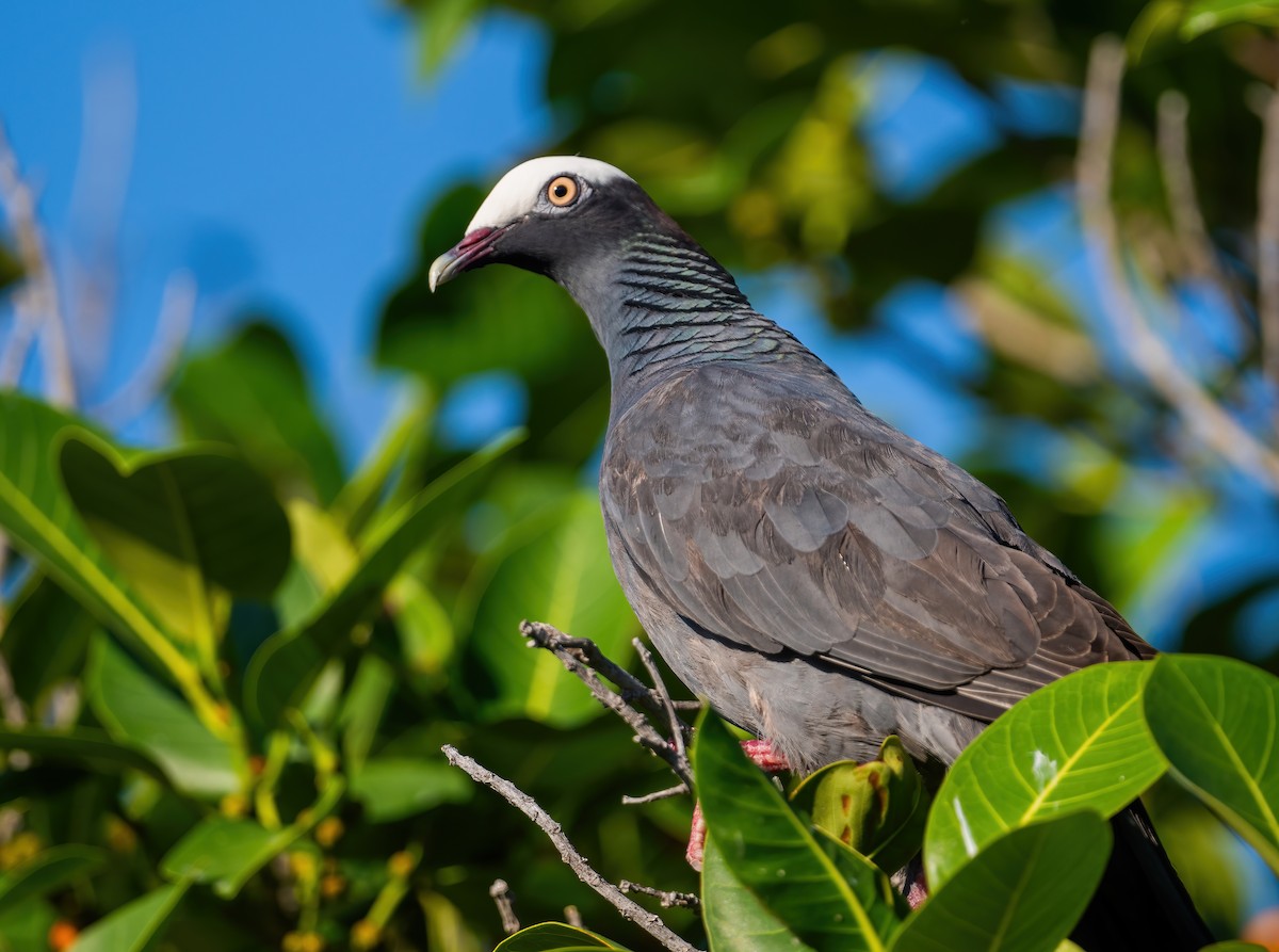 White-crowned Pigeon - ML635077555