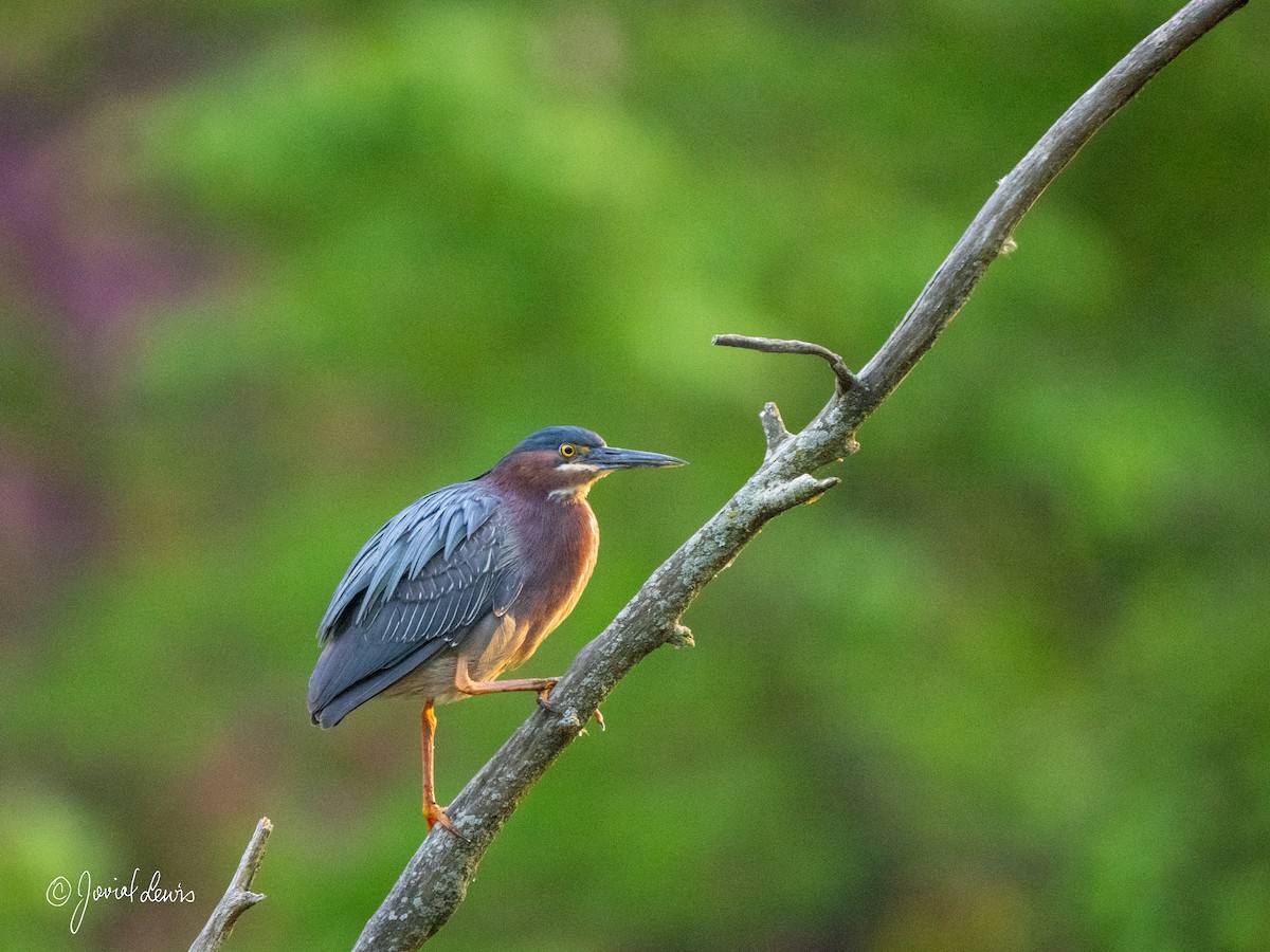 Green Heron - ML635078182