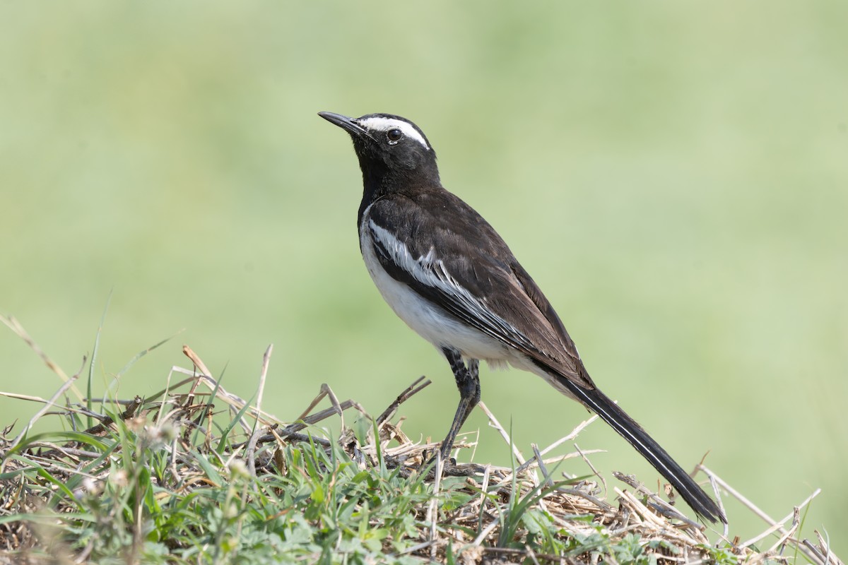 White-browed Wagtail - ML635078330
