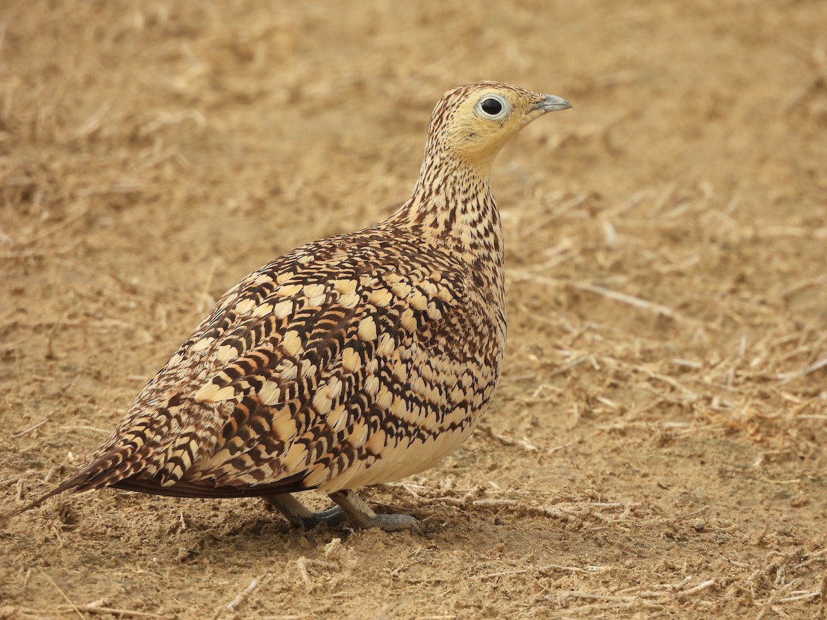 Chestnut-bellied Sandgrouse - ML635078469