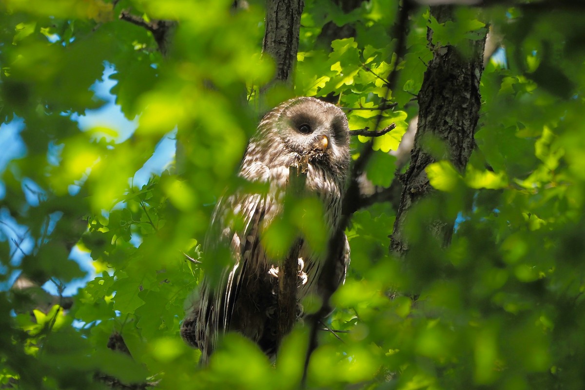 Ural Owl (Ural) - ML635078545