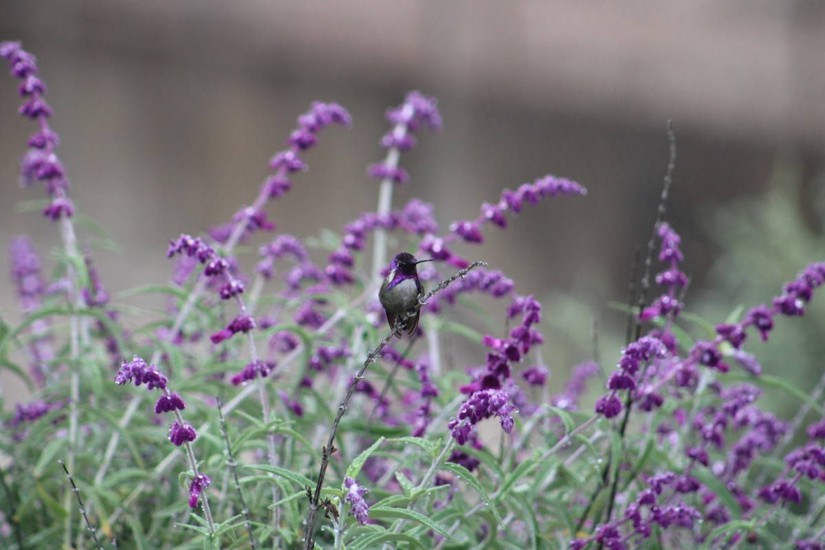 Costa's Hummingbird - ML635078549