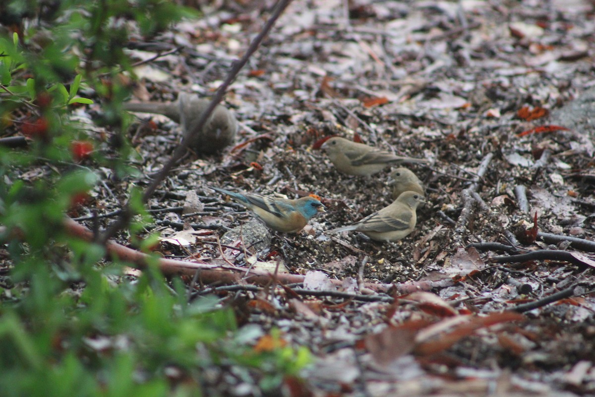 Lazuli Bunting - ML635078555