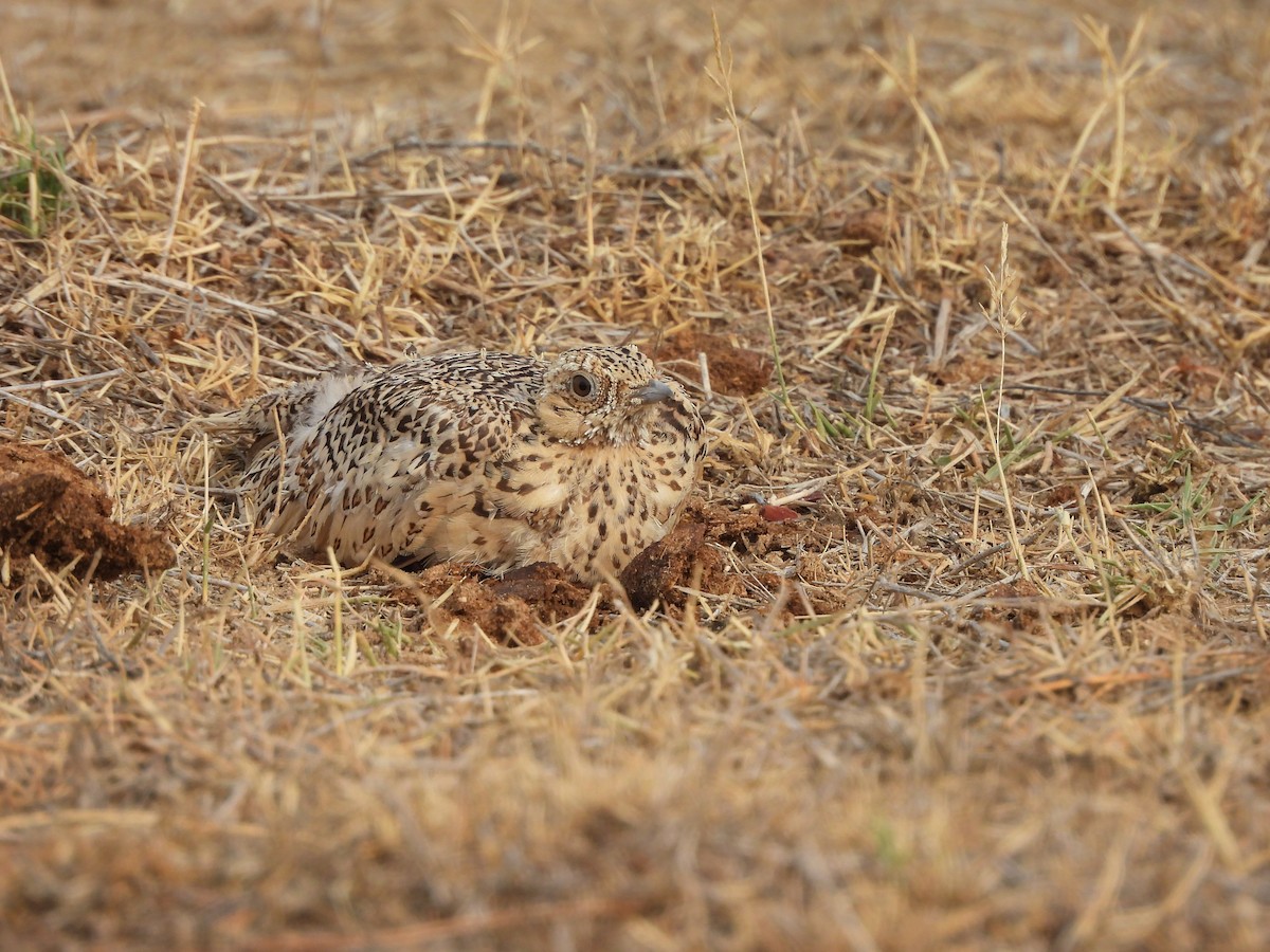 Chestnut-bellied Sandgrouse - ML635078576