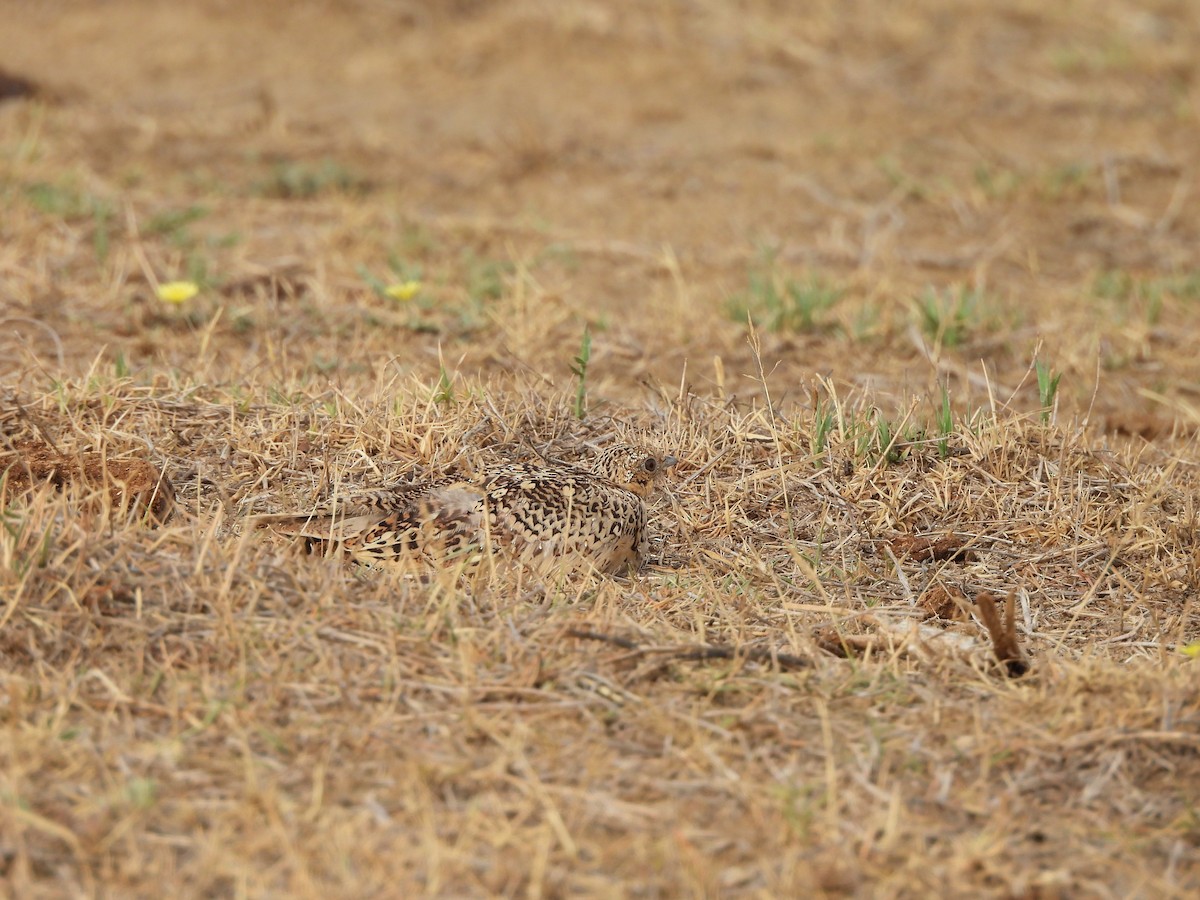 Chestnut-bellied Sandgrouse - ML635078580