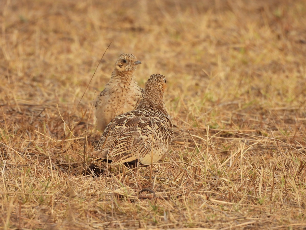 Chestnut-bellied Sandgrouse - ML635078584