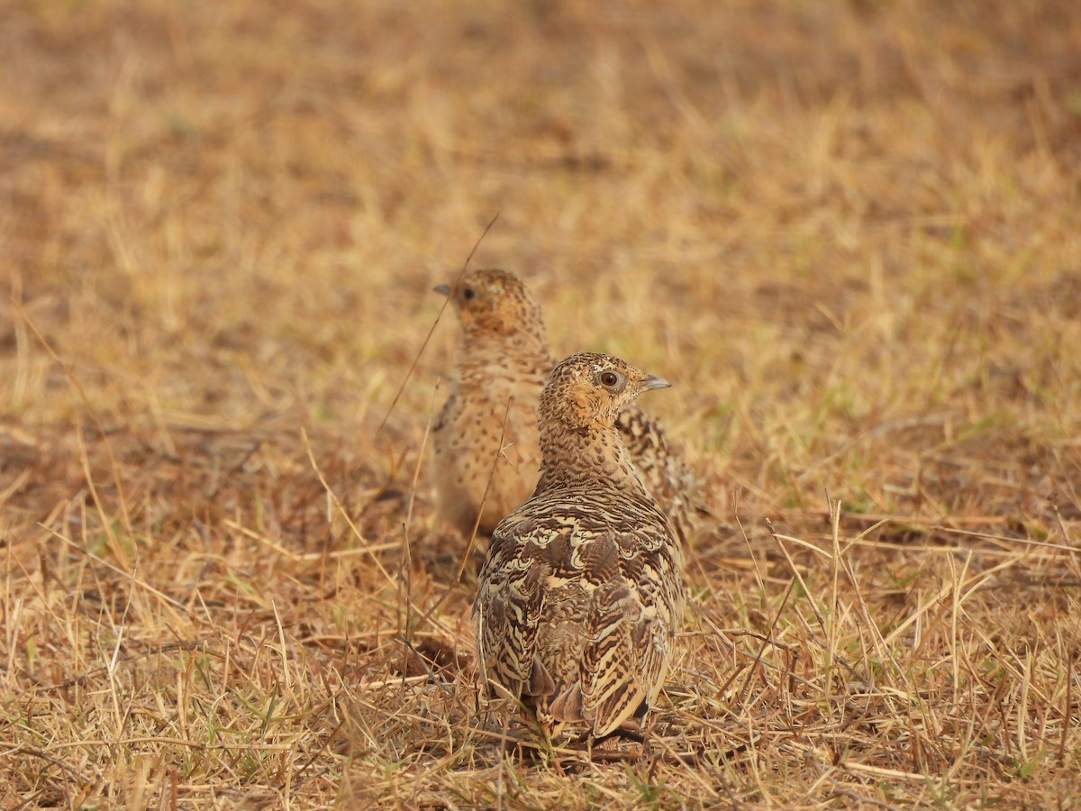 Chestnut-bellied Sandgrouse - ML635078585