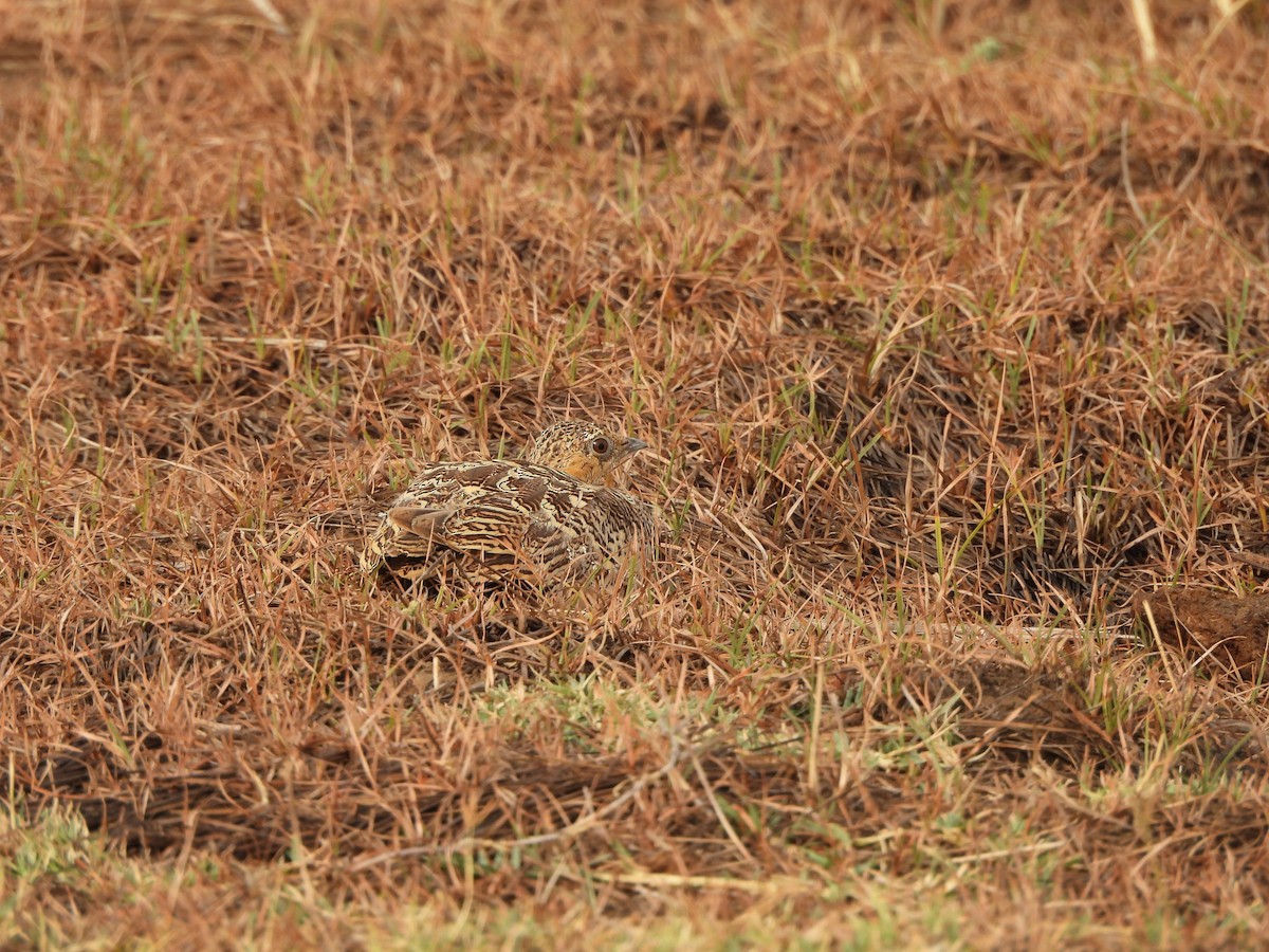 Chestnut-bellied Sandgrouse - ML635078586