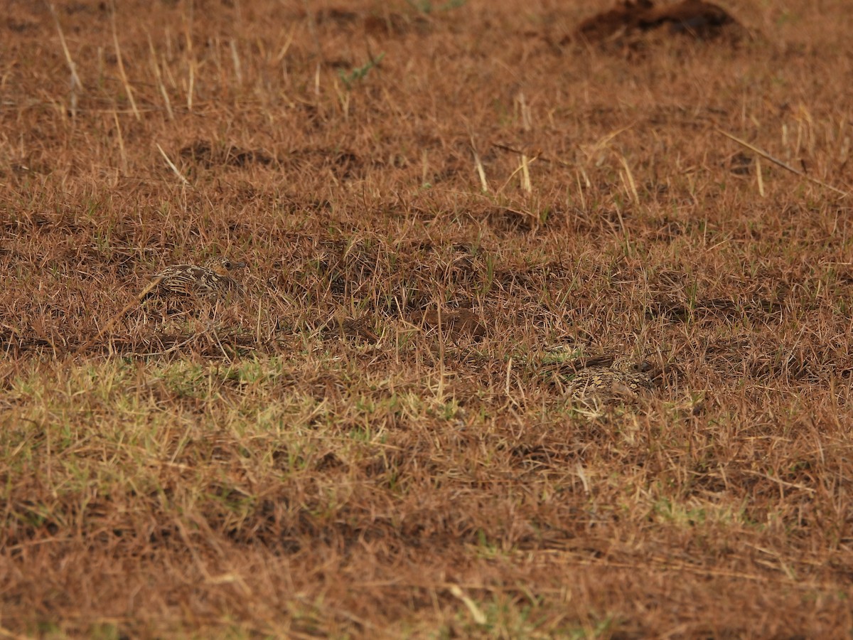 Chestnut-bellied Sandgrouse - ML635078589