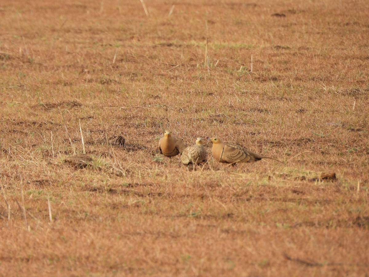 Chestnut-bellied Sandgrouse - ML635078593