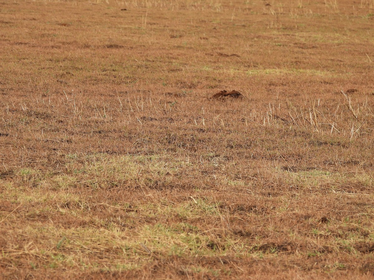 Chestnut-bellied Sandgrouse - ML635078594