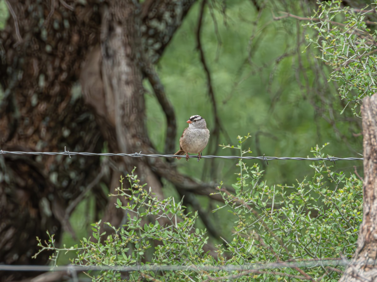 White-crowned Sparrow - ML635078632