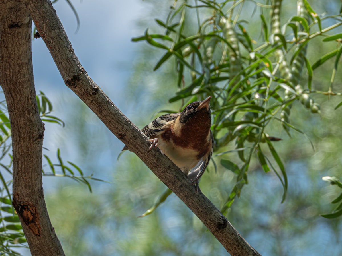 Bay-breasted Warbler - ML635078695