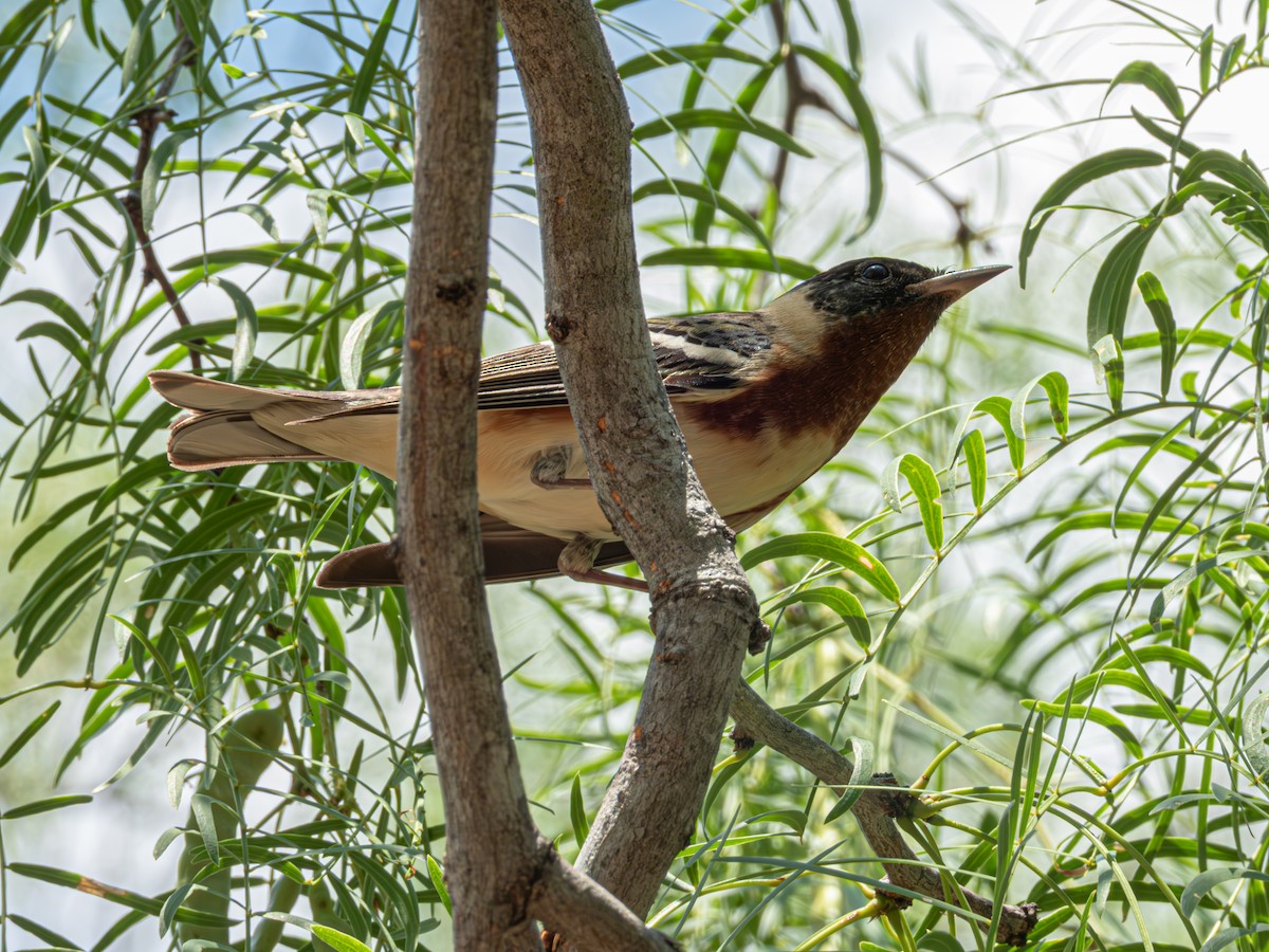 Bay-breasted Warbler - ML635078696
