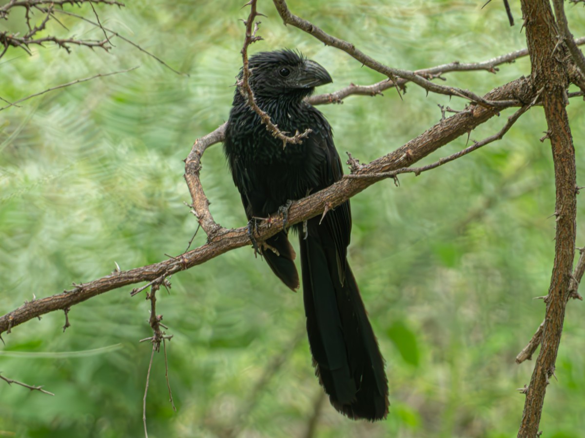 Groove-billed Ani - ML635078711