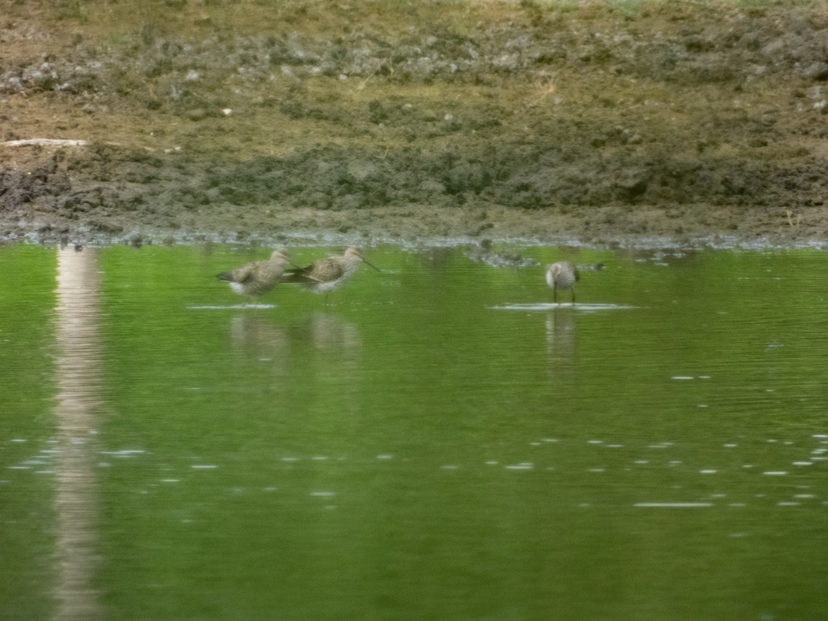 Stilt Sandpiper - ML635078723