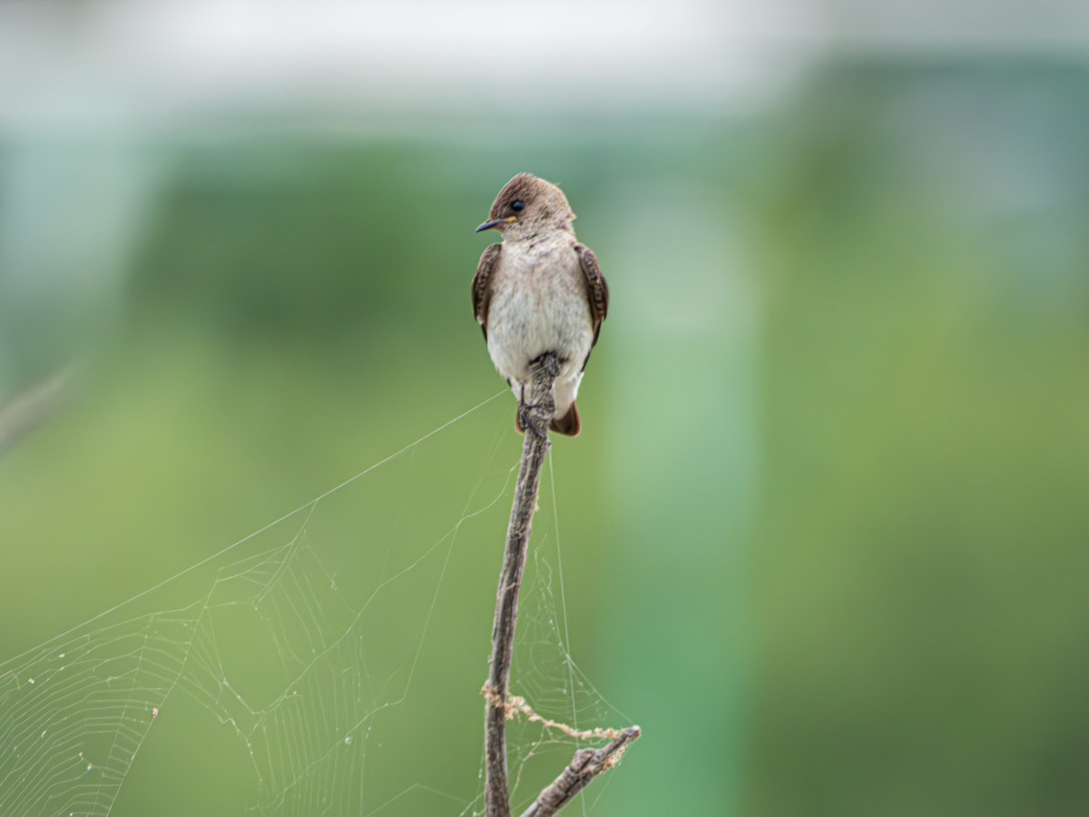 Northern Rough-winged Swallow - ML635078737