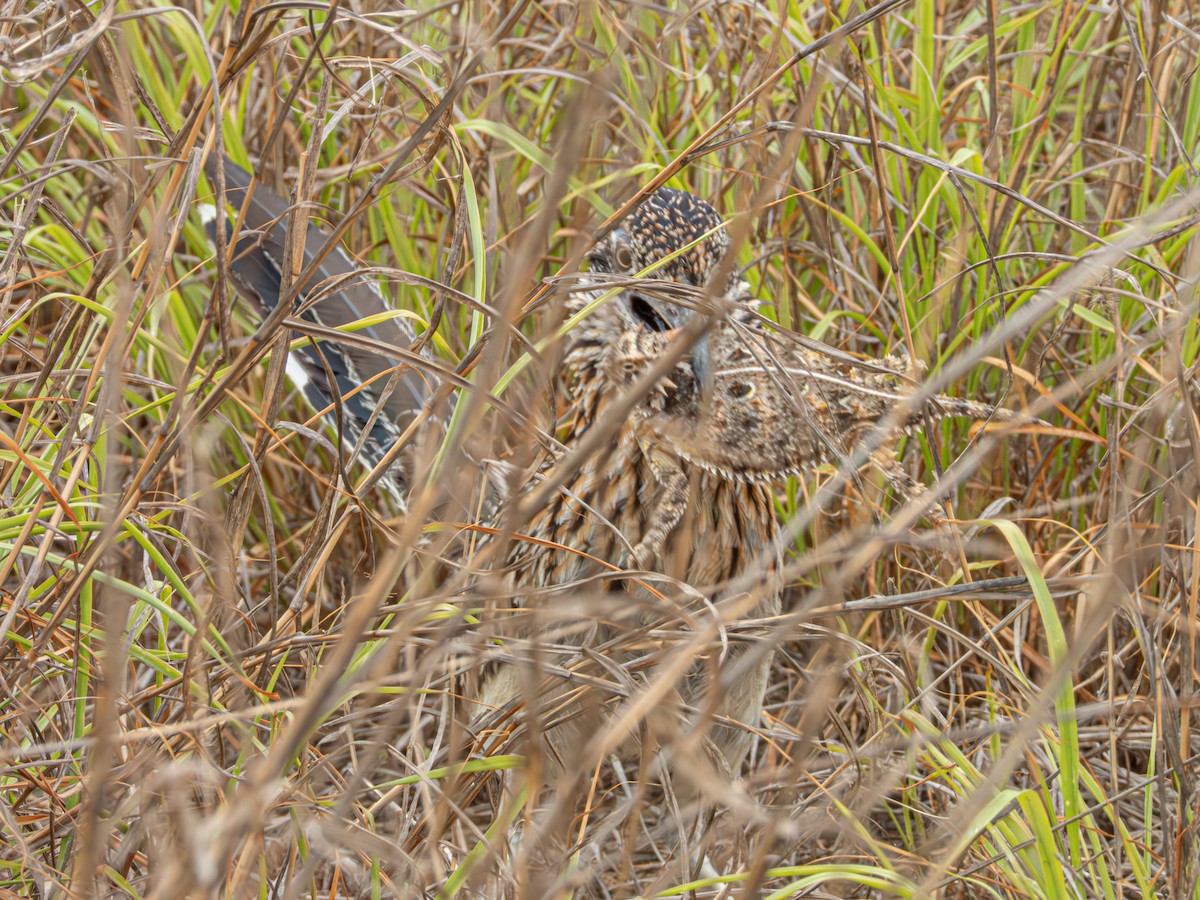 Greater Roadrunner - ML635078748