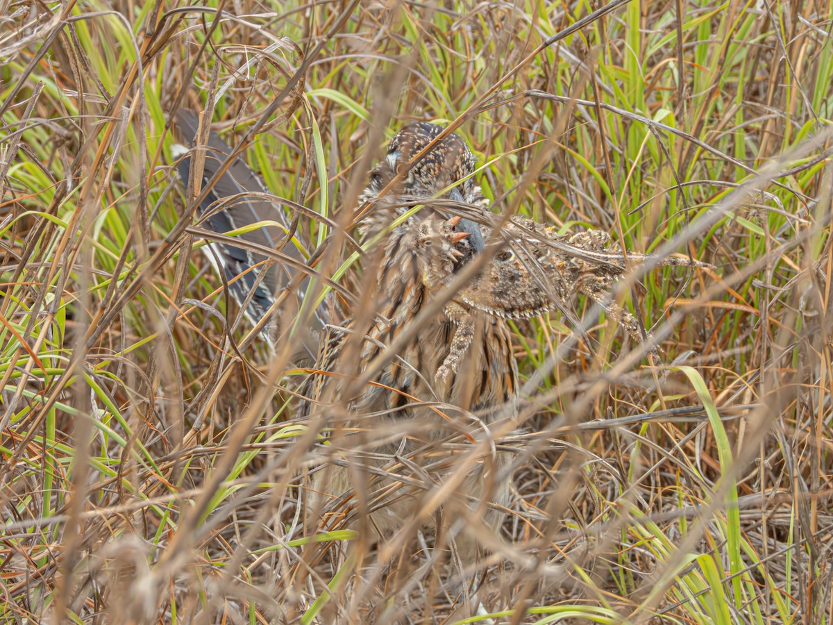 Greater Roadrunner - ML635078749