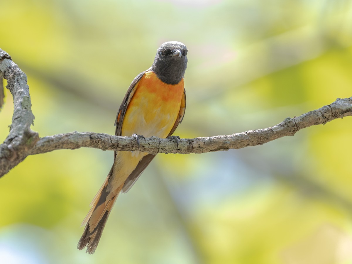 Small Minivet - ML635078912