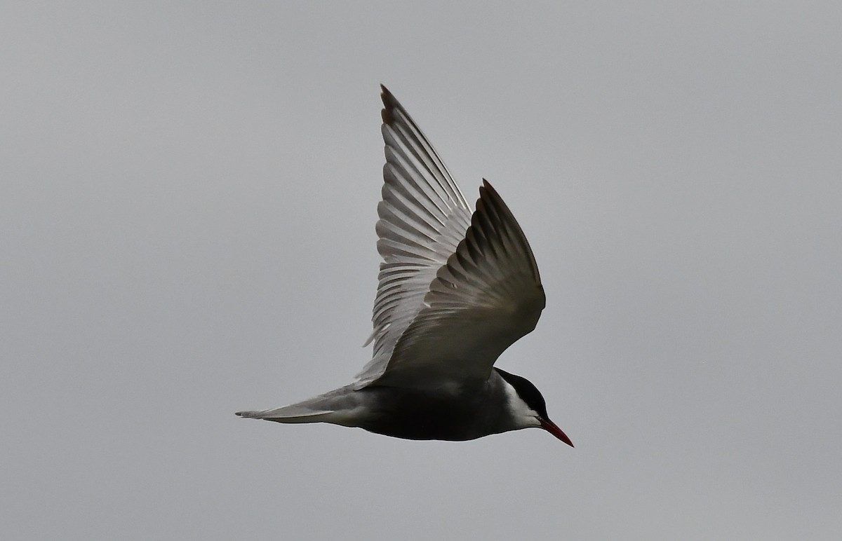 Whiskered Tern - ML635078995