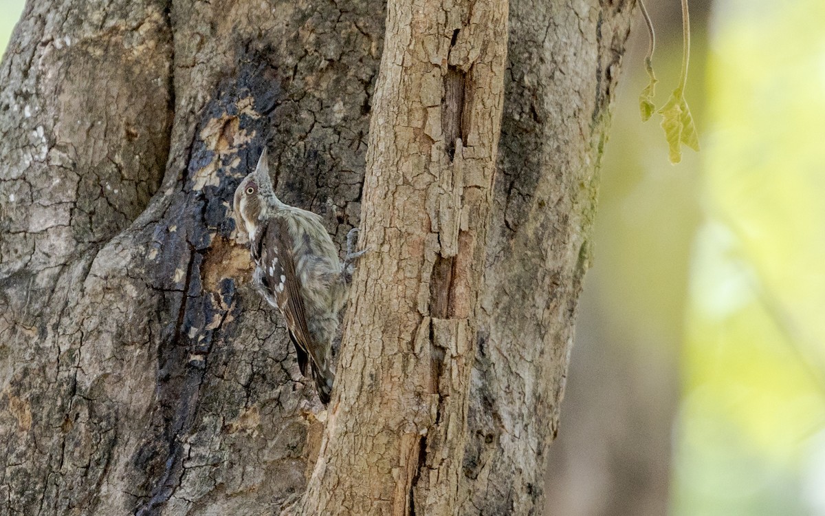 Brown-capped Pygmy Woodpecker - ML635078998
