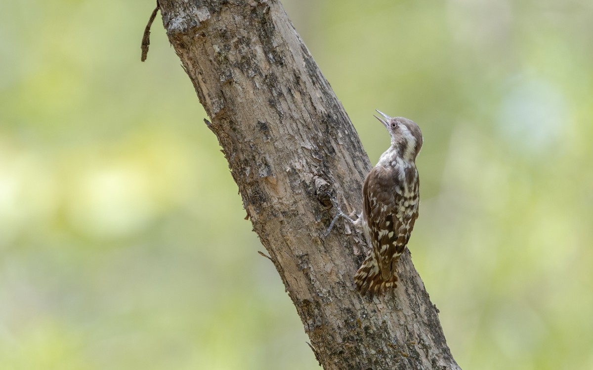 Brown-capped Pygmy Woodpecker - ML635079000