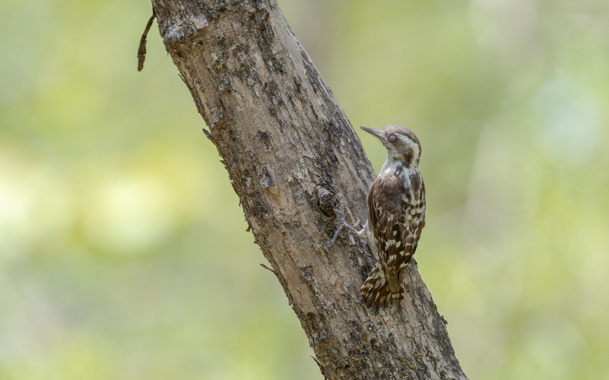 Brown-capped Pygmy Woodpecker - ML635079001