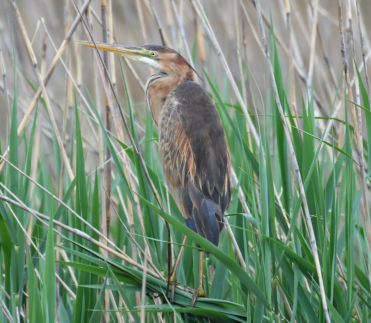 Purple Heron - ML635079006
