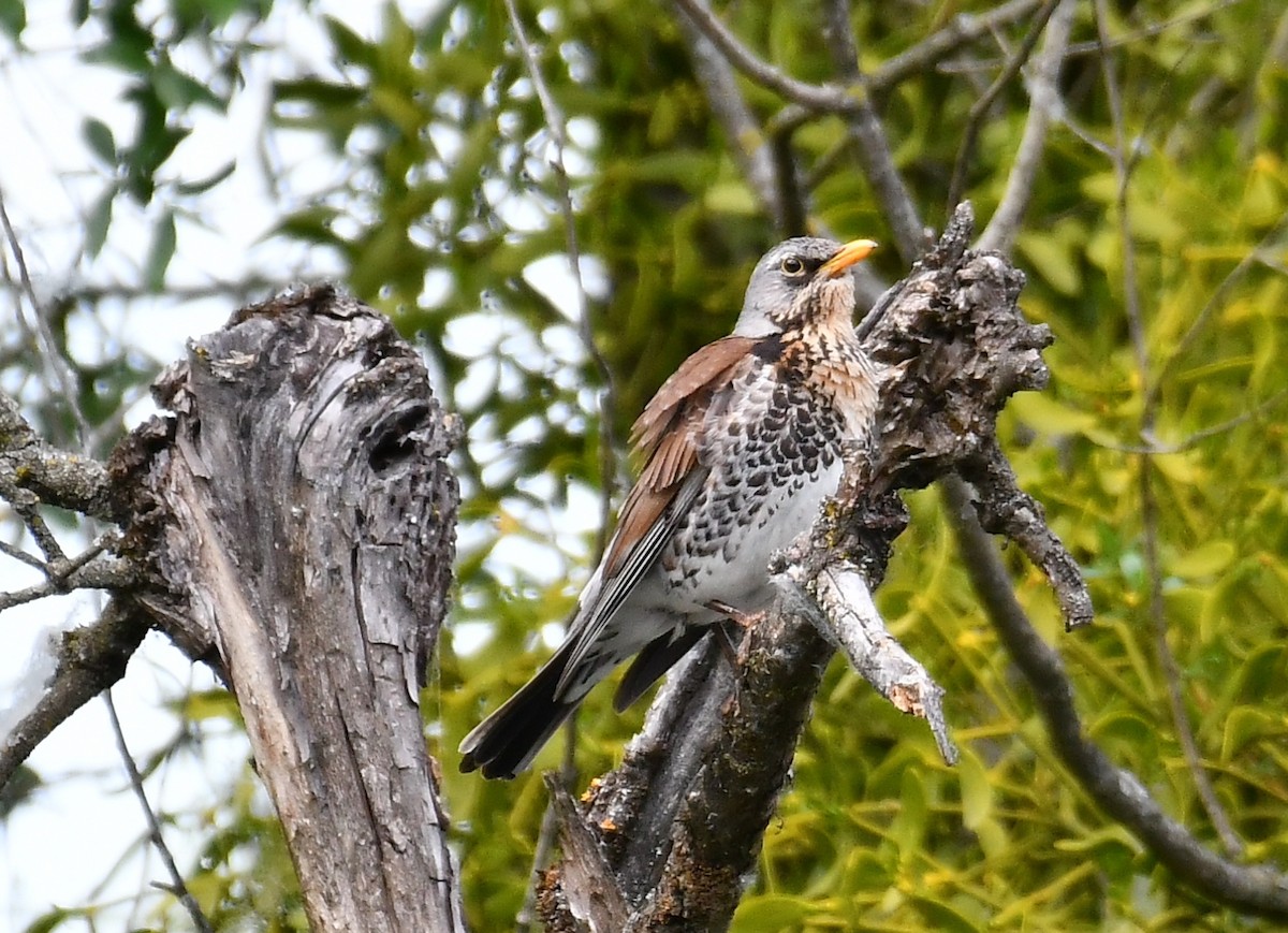 Fieldfare - ML635079021