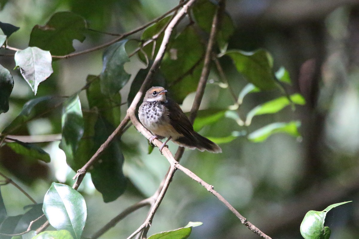 Australian Rufous Fantail - ML635079045