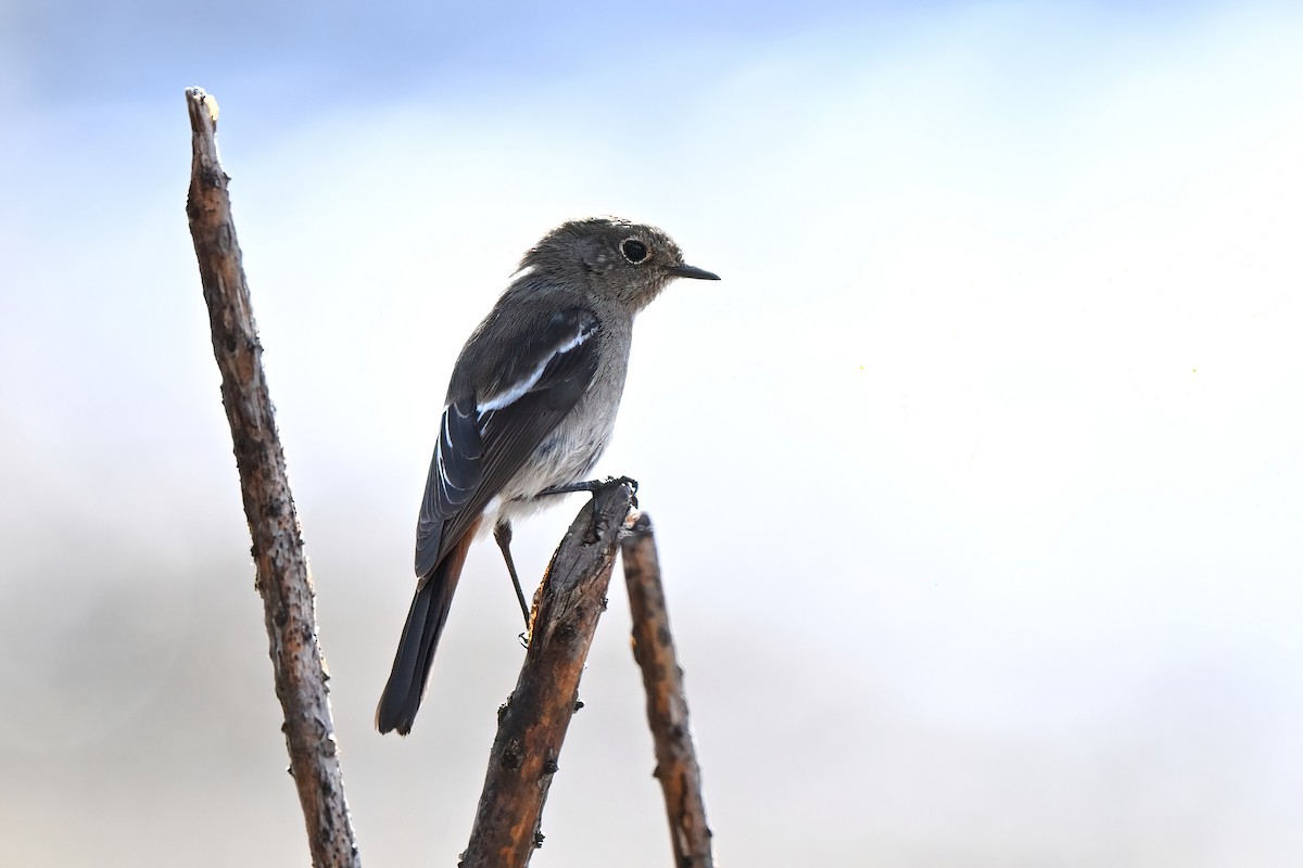 White-throated Redstart - ML635079138
