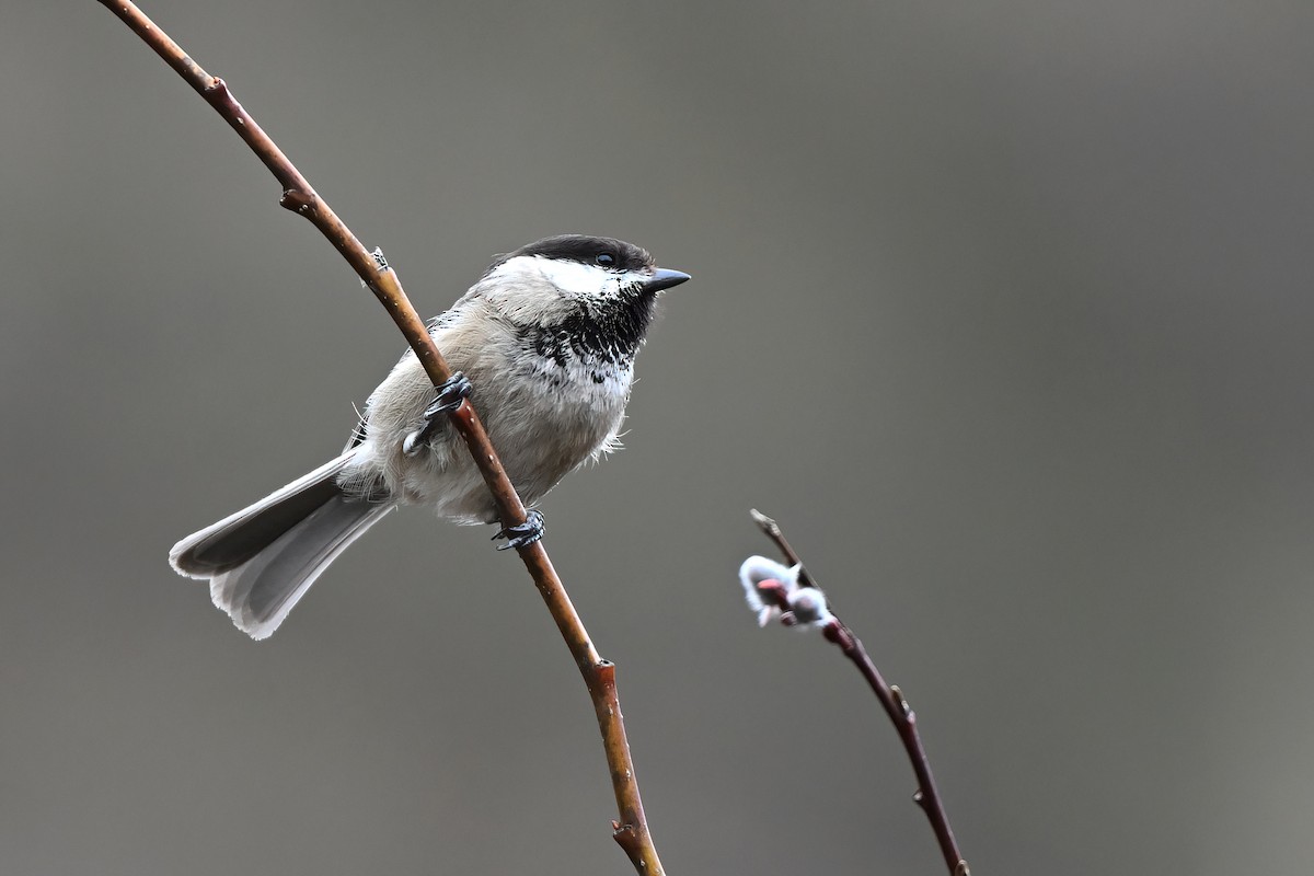 Sichuan Tit - ML635079147