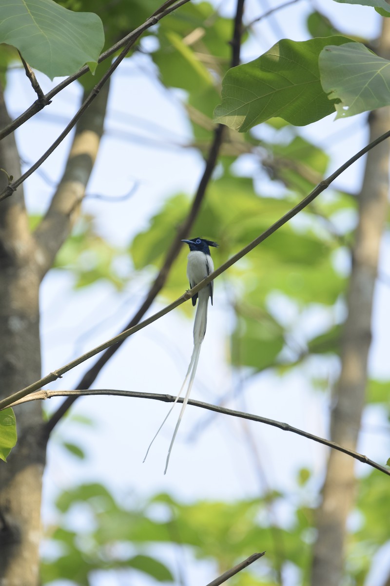Indian Paradise-Flycatcher - ML635079196