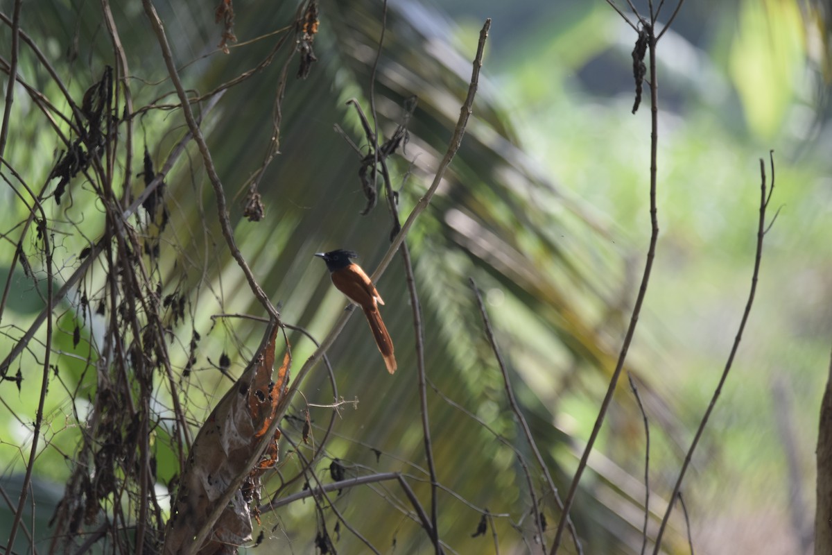Indian Paradise-Flycatcher - ML635079197