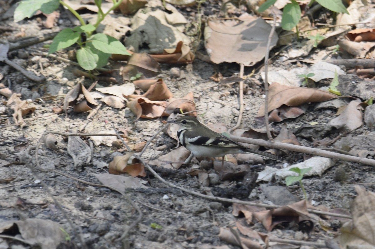 Forest Wagtail - ML635079224