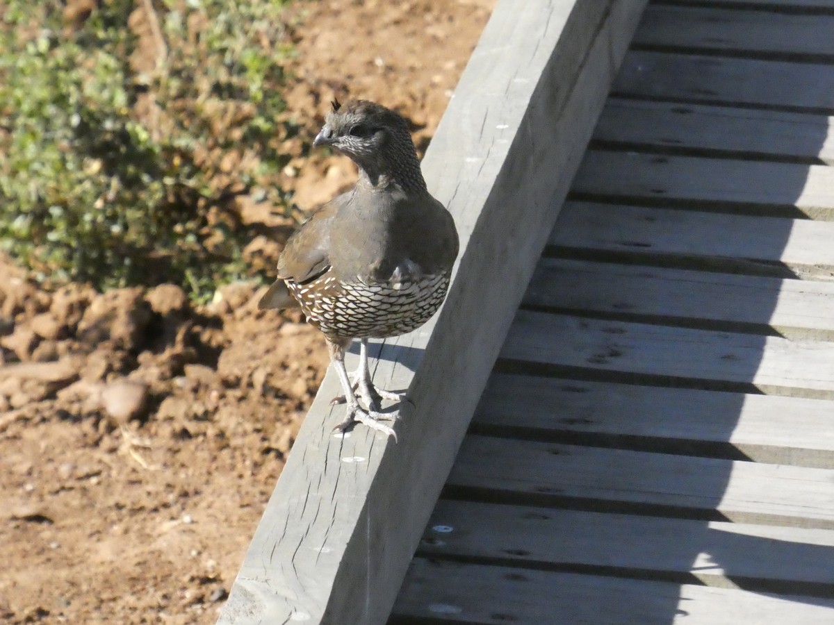 California Quail - ML635079227
