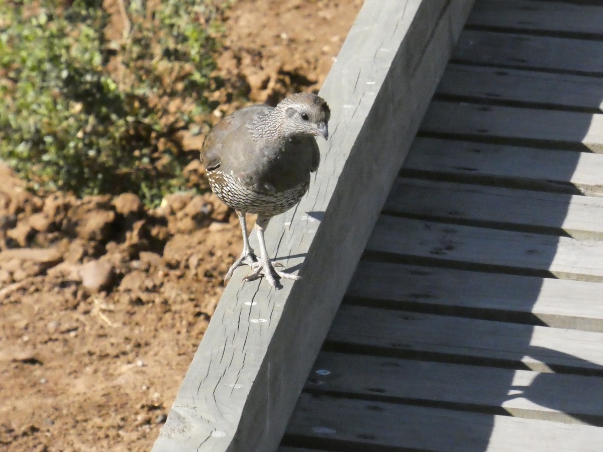 California Quail - ML635079228