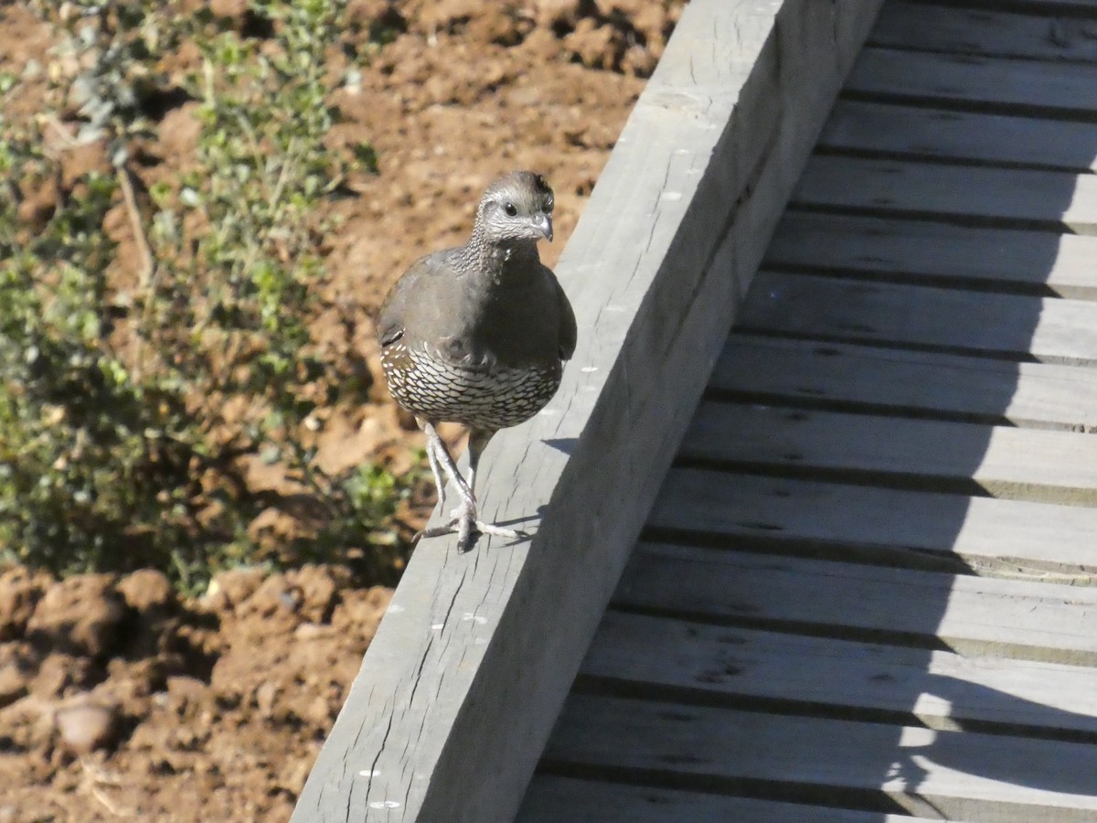 California Quail - ML635079229
