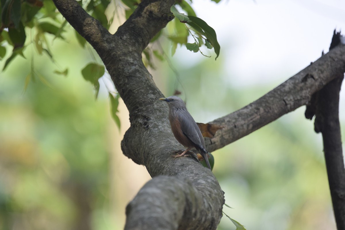 Chestnut-tailed Starling - ML635079230
