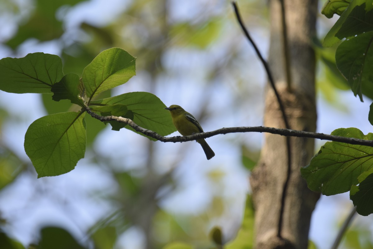 Common Iora - ML635079242