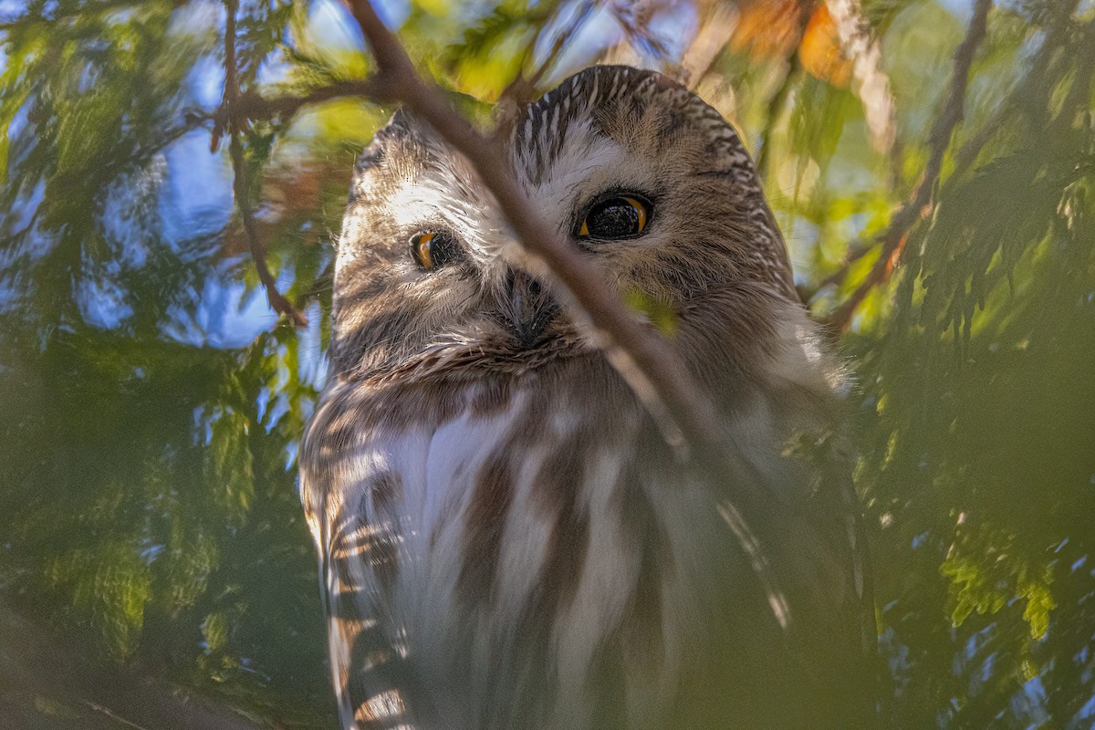Northern Saw-whet Owl - ML635079340